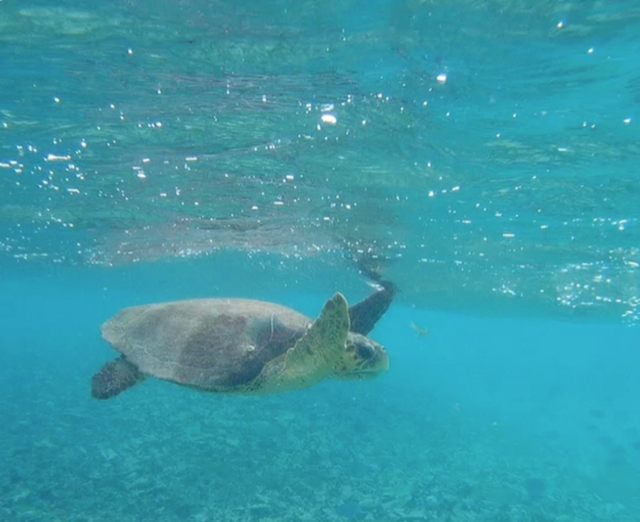 Side view of a sea turtle swimming in brilliant blue water